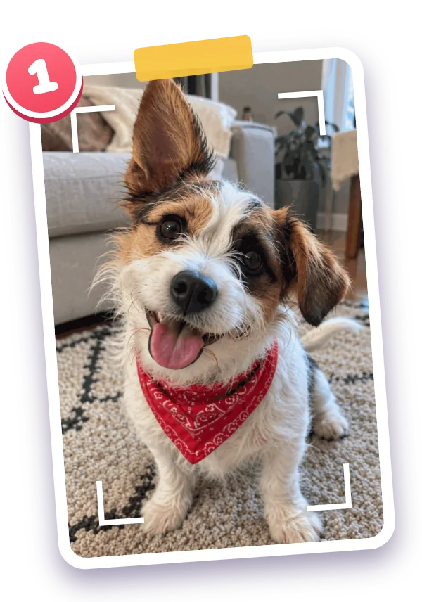 Step 1: a photo of a small dog in a red bandana